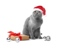 British cat with gifts isolated. Christmas and New Year concept. Cat in a hat. New Year's decor, decoration of the Christmas tree. Domestic pet on a white background.