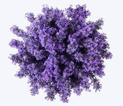 Top view of a bouquet of purple lavender flowers on a white background. Bunch of lavandula flowers. Photo from above. 