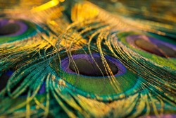 India, 20 February, 2021 : Close up of peacock feather, Peafowl feather, Peacock feathers, Bird feather, Bokeh background, Colorful background, Colors background, Nature background, Miscellaneous.