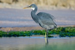 India, 16 December, 2021 : Western reef heron, western reef egret, aquatic bird, Egretta gularis, shore bird.