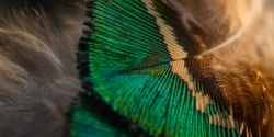 India, 24 March, 2022 : Closeup of peacock feather, Peafowl feather, peacock feather, Bird feather.