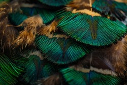 India, 24 March, 2022 : Peacock feathers, Closeup of peacock feather, Peafowl feather, Bird feather, Beautiful background.