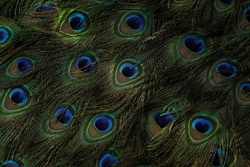 India, 28 June, 2022 : Peacock feathers, Peafowl feathers, Bird feathers, Colorful feathers, Background, Wallpaper, Colors, Colorful background, Nature background, Natural background, Nature pattern.