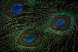 India, 18 July, 2022 : Peacock feathers, Peafowl feather, Bird feathers, Colorful feathers, Background, Wallpaper, Macro photography.