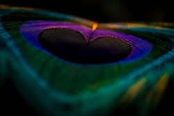 India, 8 March, 2021 : Peacock feather, Peafowl feather, Bird feather, Colorful feather, Closeup, Background, Wallpaper.