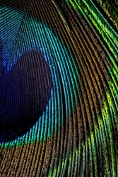 India, 24 July, 2022 : Closeup of peacock feather, Peafowl feather, Bird feather, Colorful feather, Background, Wallpaper, Macro photography.