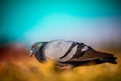 India, 13 February, 2021: Bird background, Beautiful background, nature background, natural background, Pigeon, Dove, animals, Birding, colors, Beautiful colours, wildlife, Beautiful bird.
