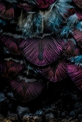 India, 24 March, 2022 : Beautiful and Colorful bird feathers closeup abstract pattern texture natural background image concept, Beautiful color contrast concept.