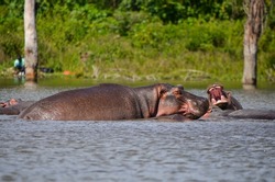 Hippo swimming in the lake, Naivasha, Kenya, Africa