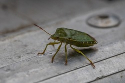 pentatomidae is a family of insects belonging to the order of hemiptera generally called shield bugs or stink bugs.