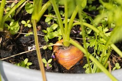 closeup of nantes carrots growing in plant pot