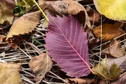 Pink fallen leaf close-up on a forest floor, top view