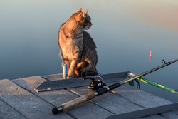 A cat looks at a fishing rod float in the evening sunlight