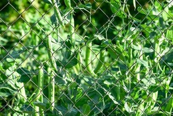Pods and shoots of peas on a metal grid, green vegetable garden