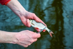 Rudd in the hands of a man cleaning a fish on a blurred background of water