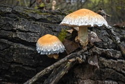 Pholiota populnea mushroom growing on the bark of a fallen tree