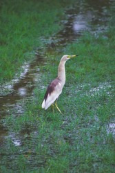 The herons are long-legged, long-necked, freshwater and coastal birds in the family Ardeidae, with 64 recognised species, some of which are referred to as egrets or bitterns rather than heron