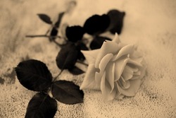 Sepia Rose On Textured Background. Selective Focus. Romantic Concept.
