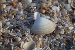 beautiful conch sea shells and pebbles on coastal beach sand background