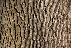 old tree bark texture for screensaver or design