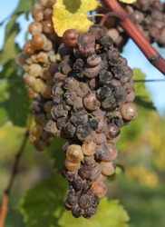 Botrytis cinerea or 'noble rot' on a bunch of grapes