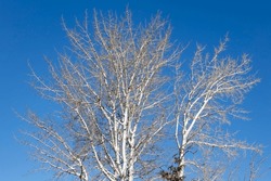 Denuded trees stand out like giant fans against the crisp blue skies of a wintery November.