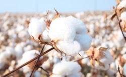 Cotton in a cotton field near Frost, Texas