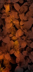 orange color light with leaf texture 