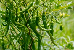green Chilli peppers with depthfield and agriculture landscape 