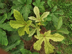 Yellow vein mosaic disease in okra, also known as bhendi or ladiy's finger. Symptom include vein clearing and vein chlorosis of leaves.