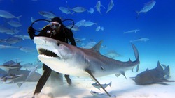 
a scuba diver feed a very big tiger shark.
concept of travel and diving tools.
love for nature and oceans.