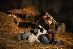 Cinematic shot of happy mother farmer is showing to her toddler baby boy how to feed from bottle with dummy ecologically grown newborn calf used for biological milk product industry in cowshed stable 