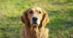 portrait of a beautiful Golden Retriever dog with a pedigree and a good coat just brushed.. The dog purebred is surrounded by greenery and looks camera.Concept beauty, softness, pedigree.