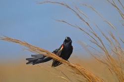Fan-tailed Widowbird / Red-shouldered Widow (Euplectes axillaris) perched high on grass at Rietvlei Nature Reserve, South Africa