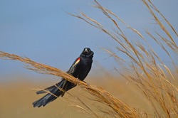 Fan-tailed Widowbird / Red-shouldered Widow (Euplectes axillaris) perched high on grass at Rietvlei Nature Reserve, South Africa