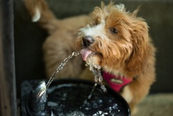 Dog drinking water in a public fountain in a dog park