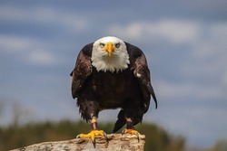 perched Eagle portrait shot against a blue sky background 