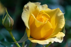 Natural Beautiful Yellow Roses in a Spring Garden, Golden Yellow Rose, Yellow Rose Flower, Yellow Petaled Flowers, a Romantic Rose, Color of Happiness
