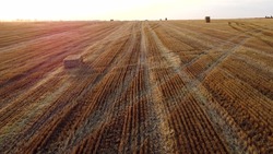 Aerial drone view flight over stalks of mown wheat in wheat field after harvest. Sun is shining on horizon. Sunset Dawn. Tire tracks. Farming concept. Landscape meadow after harvest. Straw on field