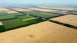 Aerial drone view flight over large yellow wheat field and other different green agricultural fields on summer. Crop fields. Top view farmland and plantations. Rural landscape agro fields. Countryside