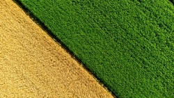Aerial drone view over border between yellow wheat field and green agricultural field. Top view two halves of fields. Rural landscape scenery country. Agricultural natural background. Crop fields