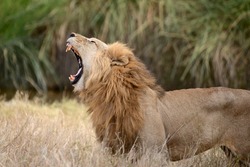 Lion - Big Male King Side Portrait - Serengeti, Tanzania