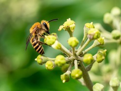 A macro shot of an ivy bee (Colletes hederae), seen nectaring on ivy flowers in early autumn. 