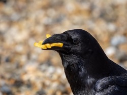 A raven (Corvus corax) with a beak full of chips which have been discarded on a beach.