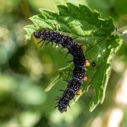 A peacock butterfly caterpillar (Aglais io) seen feeding on stinging nettle leaves in June