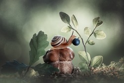 Fairy tale magic forest story, a cute snail sitting on a big porcini mushroom in the spring summer outdoors reaches for a blueberry to eat it. Macro world in the wild.
Magical atmosphere