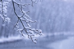 Winter branch in foreground, covered in frost with space for text, on defocused background. Winter Christmas background. Winter weather with snow. Snowfall, selective focus and shallow depth of field.