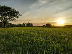 Sunrise in the rice field