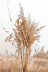 Pampas grass outdoor in light pastel colors. Dry reeds boho style. 	
