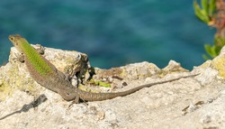 Ortigia island. An italian wall lizard enjoying the sun over a rock near the water.